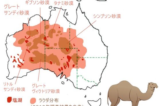 ラクダ大国オーストラリアの獣害問題