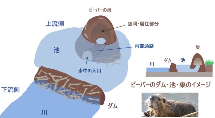 ビーバーの池・ダム・巣のイメージ